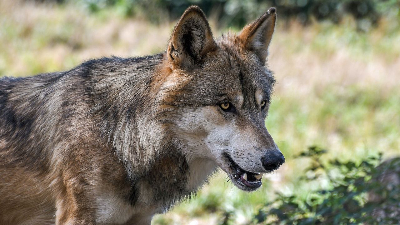 Wolf steeds vaker te zien in Noord-Brabant; provincie breidt subsidieregeling uit