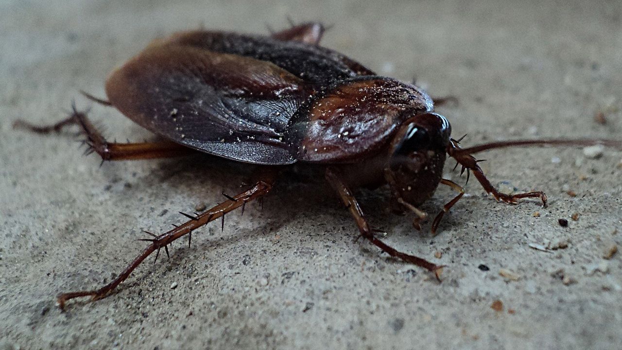 Kakkerlakkenplaag in woontoren TU/e-campus