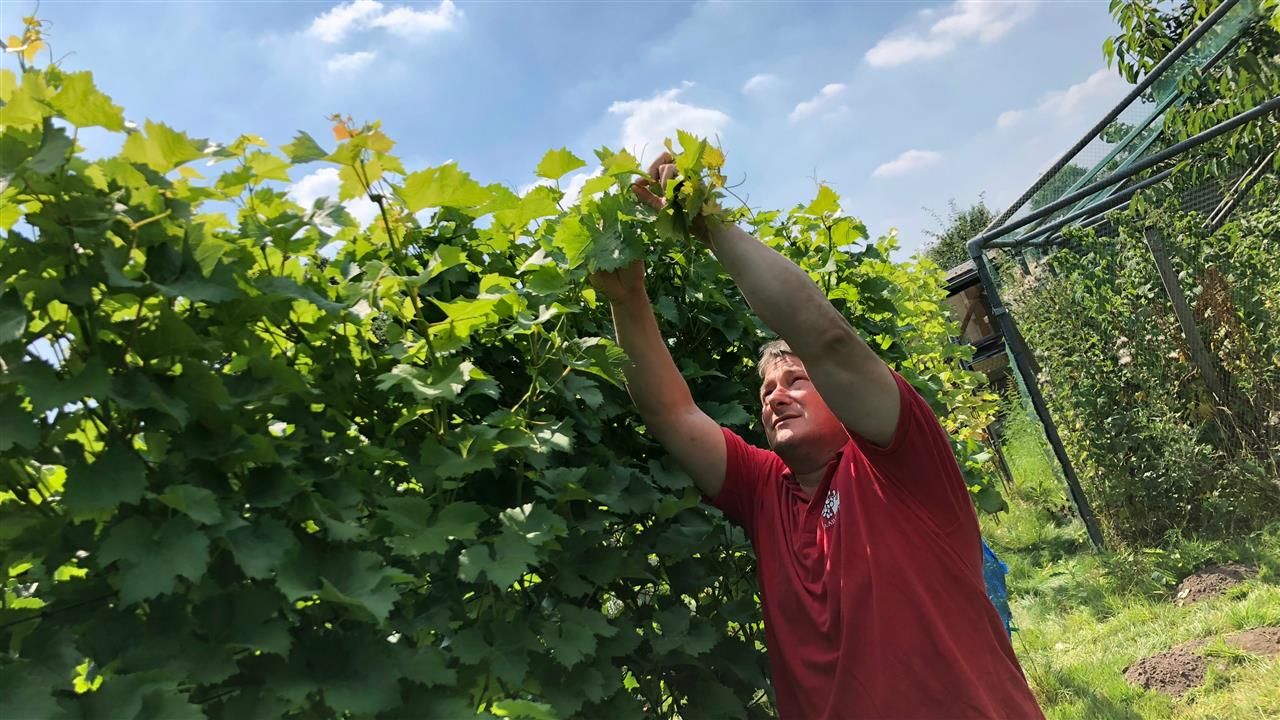 Le temps chaud est une victoire pour les viticulteurs d’Eindhoven