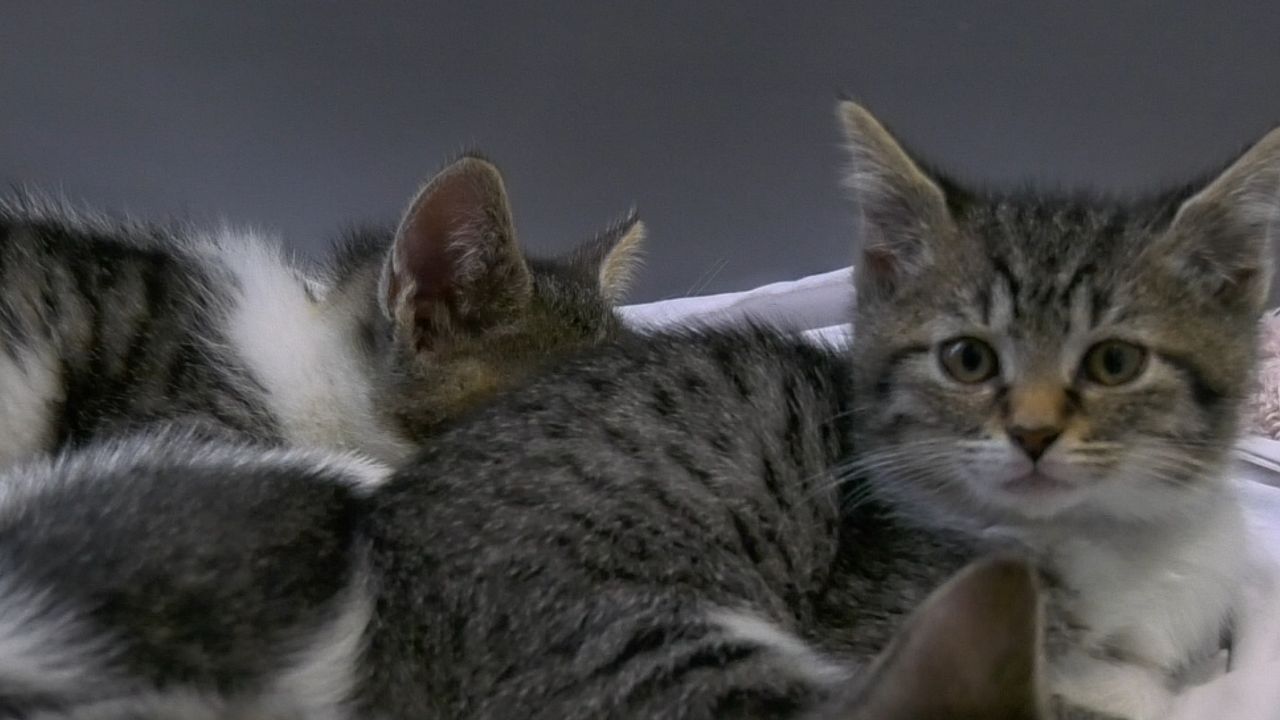 52 Kittens succesvol geadopteerd na kittendagen bij Stichting Roze: 'We hebben er nog 200 over'