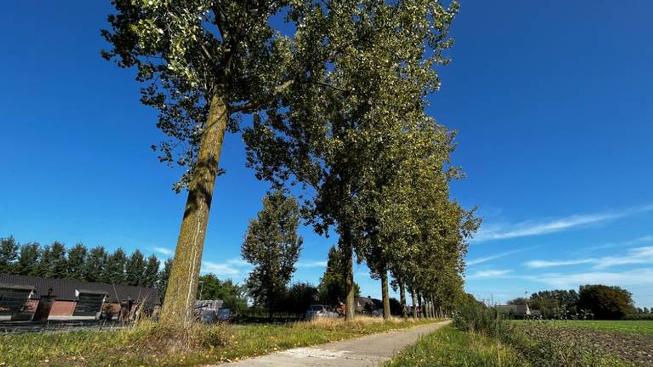Bomen krijgen tweede leven als schoolgebouw: 'Populier zit in onze genen'