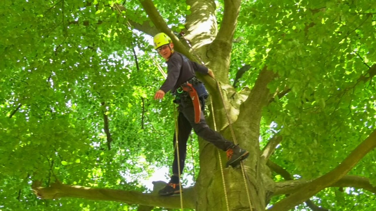Nederlands kampioen boomklimmen uit Waalre: 'Veel komt aan op ervaring'