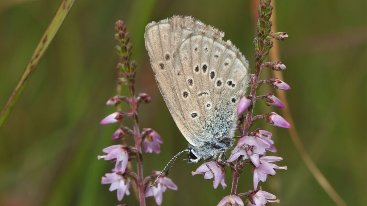 Zeldzame vlinder staat op uitsterven op Strabrechtseheide: 'We hebben vrijwilligers nodig'