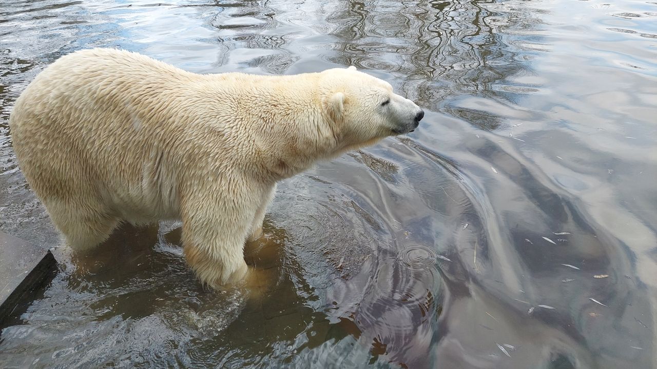 Dierenrijk verwelkomt ijsbeer Wilbär