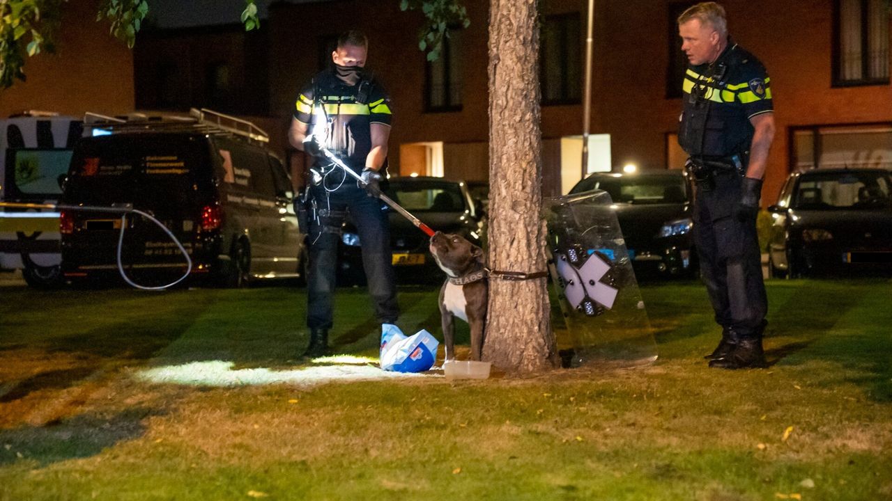 Hond vastgebonden aan boom en achtergelaten in Eindhoven