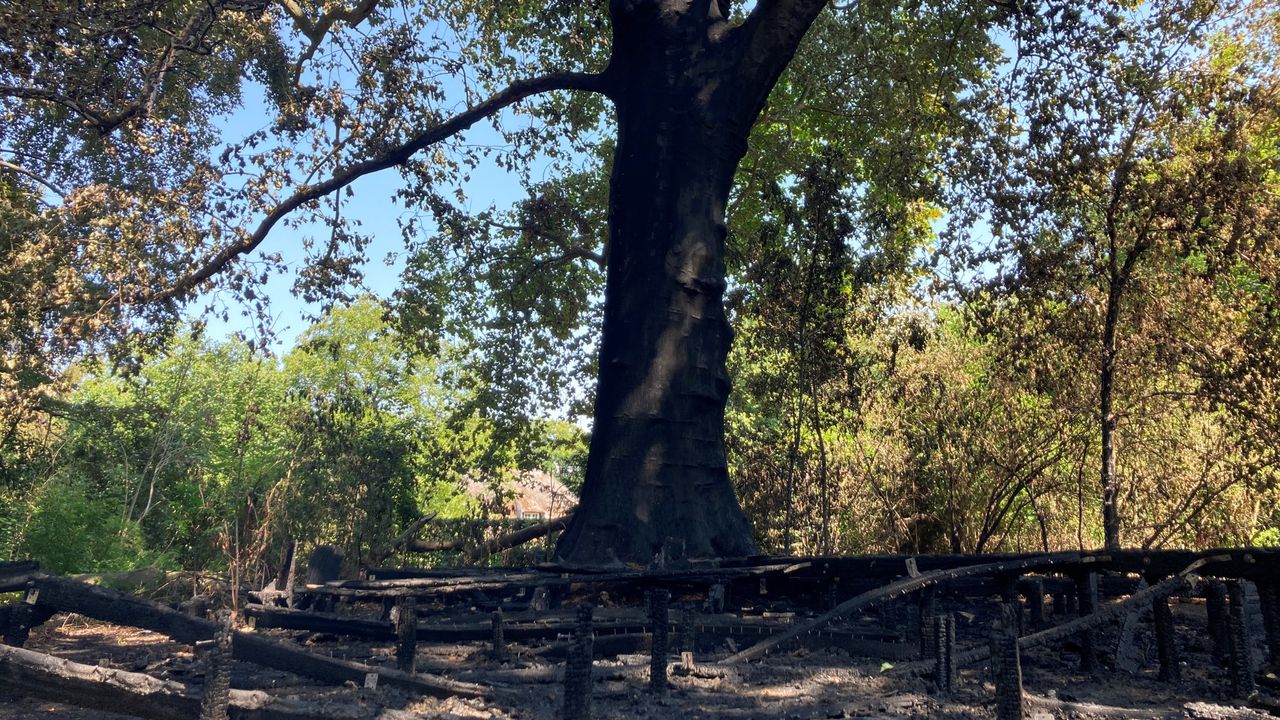 Kleine kans dat afgebrande wereldboom in Tongelre 't gaat redden