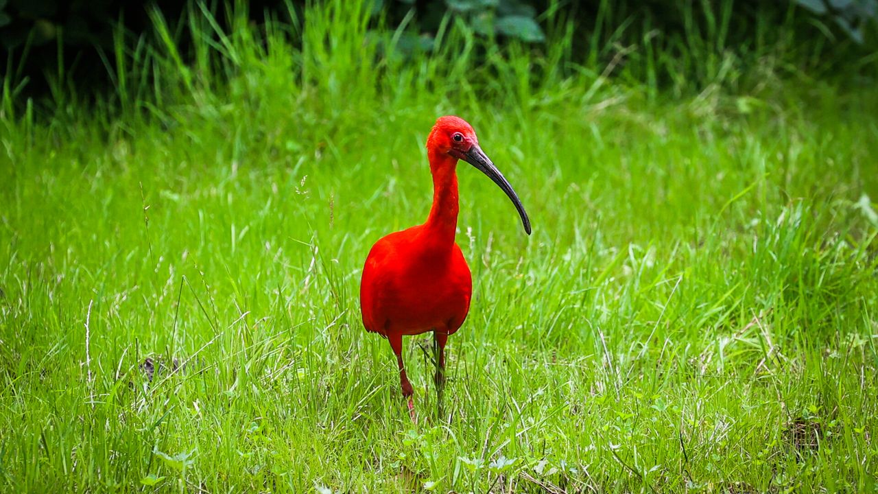 Rode ibis gespot in Eindhoven