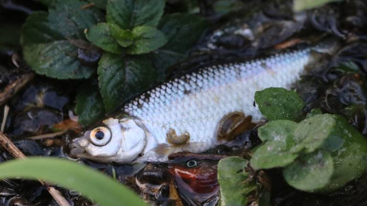Honderden vissen dood door Belgisch rioolwater: 'Kleine natuurramp'
