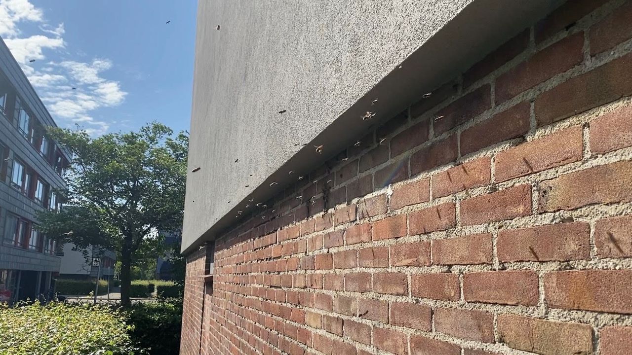Zwerm bijen vindt onderdak in spouwmuur van flat Lortzingpad