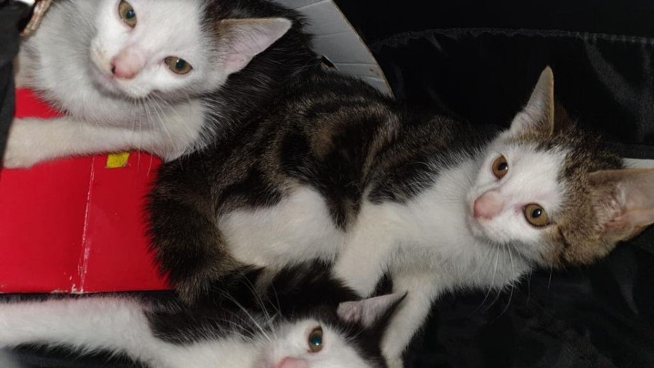Opnieuw kittens in tas gedumpt bij Eindhovens dierenasiel