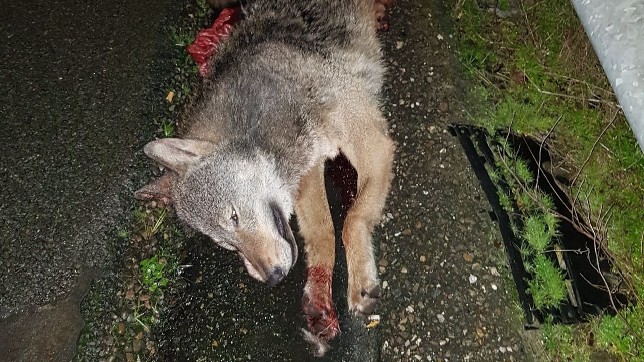 Eerste onderzoek verricht op doodgereden wolf