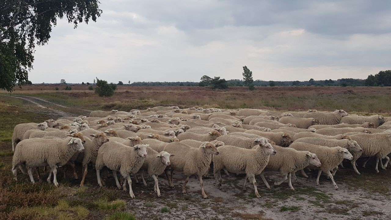 Staatsbosbeheer onderhoudt heide met grazende schapen
