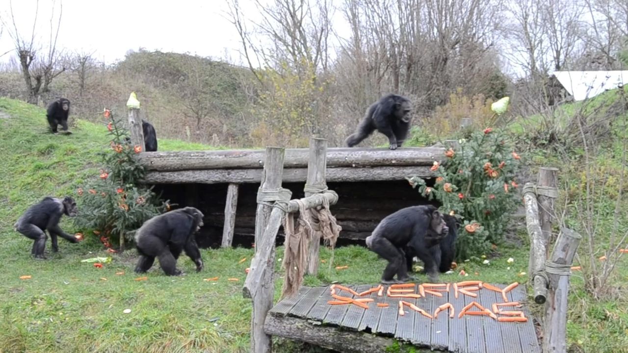 Kerstman trakteert chimpansees op lekkernijen