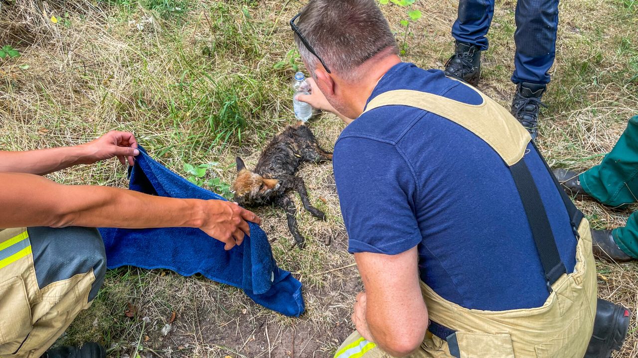 Politie redt vosje uit drijfzand bij de Kleine Dommel